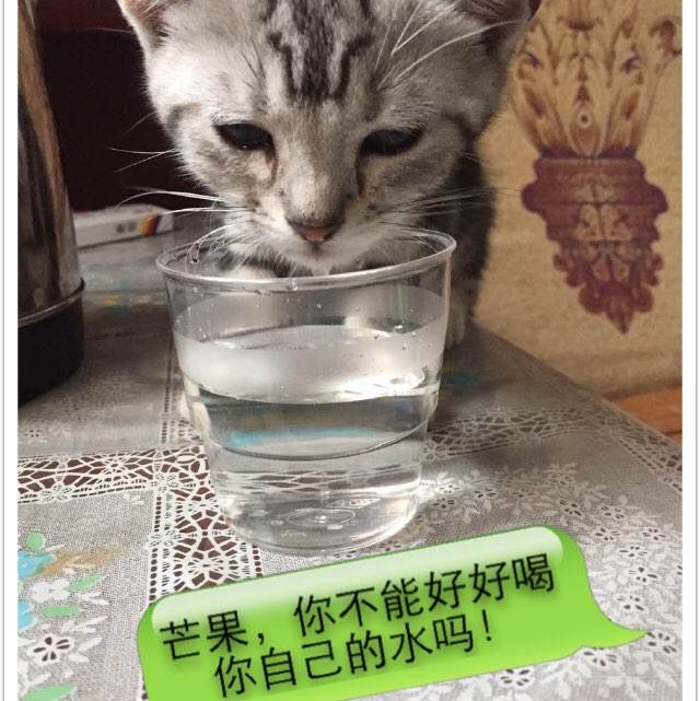 怎么办假多尔顿州立学院毕业证